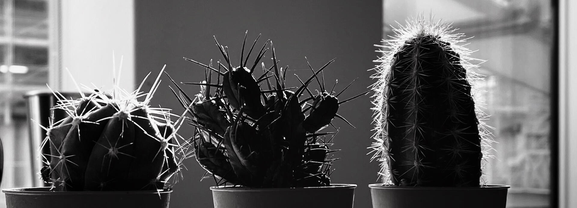 Catus